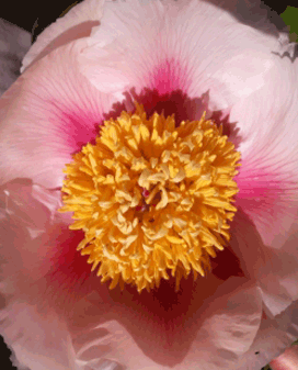 THE AMAZING SLIDESHOW ADDON!