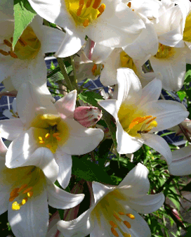 THE AMAZING SLIDESHOW ADDON!